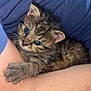 kitten, cat, pet, furry, animal, cute, claw, whiskers, fur, closeup, blue_clothing, human_arm, holding, tiny, curious, striped, young, soft, indoor, resting