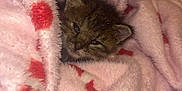 Benji is registered to the contest to win money with this photo: kitten, cat, blanket, pink, red_hearts, cozy, fur, sleepy, cute, pet, animal, soft, warm, indoor, resting, small, young, snuggled, comfort, wrapped