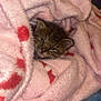 kitten, cat, blanket, pink, red_hearts, cozy, fur, sleepy, cute, pet, animal, soft, warm, indoor, resting, small, young, snuggled, comfort, wrapped