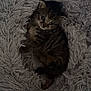 kitten, cat, tabby, fluffy_rug, gray, pet, animal, cozy, cute, fur, small, indoor, resting, curious, young, soft, comfort, sleepy, domestic, feline