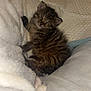kitten, sleeping, cat, striped, fur, cozy, blanket, soft, nap, cute, pet, small, furry, resting, animal, indoors, comfort, closeup, young, domestic_cat