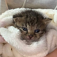 Benji is registered to the contest to win money with this photo: kitten, cat, baby_animal, blanket, cozy, cute, fur, hand, hoodie, human, indoor, pet, portrait, snuggled, soft_texture, tattoo, tiny, wrapped, young, warm