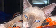 Shenron is registered to the contest to win money with this photo: cat, blue_eyes, close_up, animal, pet, feline, whiskers, ear, nose, blanket, orange, black, fur, cozy, resting, indoor, relaxed, soft_light, portrait, cute