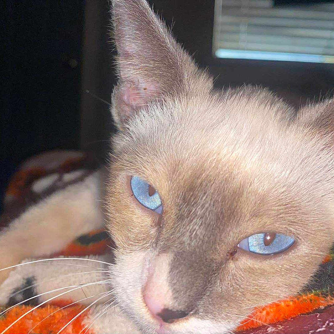 Shenron is registered to the contest to win money with this photo: animal, black, blanket, blue_eyes, cat, close_up, cozy, cute, ear, feline, fur, indoor, nose, orange, pet, portrait, relaxed, resting, soft_light, whiskers