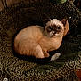 Shenron joined the competition — help win amazing prizes! cat, siamese_cat, pet, animal, feline, indoor, bed, resting, curious, looking_at_camera, cozy, texture, fur, whiskers, ears, paw, soft_lighting, home, relaxing, cute