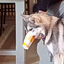animal, blur, cup, curious, dog, floor, funny, furniture, holding, home, human, husky, indoor, interaction, light, mouth, person, pet, shadow, table
