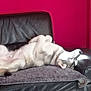 Nayru participe au concours pour gagner de l'argent avec cette photo : animal, canine, comfortable, couch, dog, domestic, fur, home, husky, indoor, leather, living_room, mat, pet, pink_wall, relaxed, resting, sleeping, sprawled, sunlight