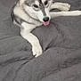 Nayru a rejoint le concours — aidez-le/la à gagner de superbes lots ! animal, bed, bedroom, canine, cute, dog, domestic_animal, ears, fur, gray_bedspread, husky, indoor, lying_down, paw, pet, puppy, quilted, resting, tongue_out, young_dog