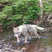 Nayru participe au concours pour gagner de l'argent avec cette photo : animal, canine, creek, dog, exploring, forest, fur, greenery, leash, nature, outdoor, paw, river, rocks, stream, summer, walking, water, wet, wilderness