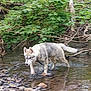 animal, canine, creek, dog, exploring, forest, fur, greenery, leash, nature, outdoor, paw, river, rocks, stream, summer, walking, water, wet, wilderness
