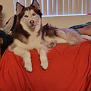 Rosa joined the competition — help win amazing prizes! dog, husky, bed, blanket, orange, indoor, pet, fur, animal, resting, wooden_chair, backpack, window_blinds, human_leg, white_socks, relaxed, smiling, cozy, companion, home