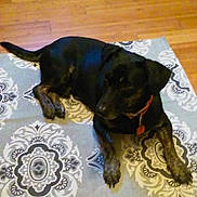 Mama Kitties is registered to the contest to win money with this photo: dog, black_dog, indoor, rug, patterned_rug, wooden_floor, fan, pet, lying_down, collar, relaxed, home, floor, animal, domestic_animal, canine, flooring, furniture, resting, living_room