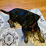 dog, black_dog, indoor, rug, patterned_rug, wooden_floor, fan, pet, lying_down, collar, relaxed, home, floor, animal, domestic_animal, canine, flooring, furniture, resting, living_room