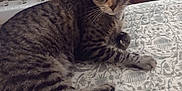 Mama Kitties is registered to the contest to win money with this photo: cat, tabby_cat, bed, bedspread, pattern, furniture, dresser, wood, indoor, pet, animal, whiskers, ears, tail, resting, curious, fur, eyes, metal, home