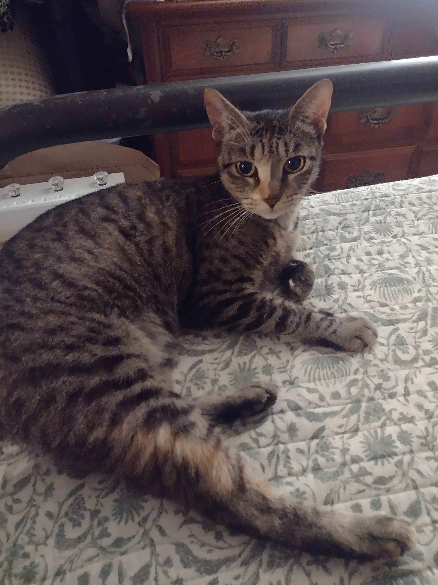 Mama Kitties is registered to the contest to win money with this photo: cat, tabby_cat, bed, bedspread, pattern, furniture, dresser, wood, indoor, pet, animal, whiskers, ears, tail, resting, curious, fur, eyes, metal, home
