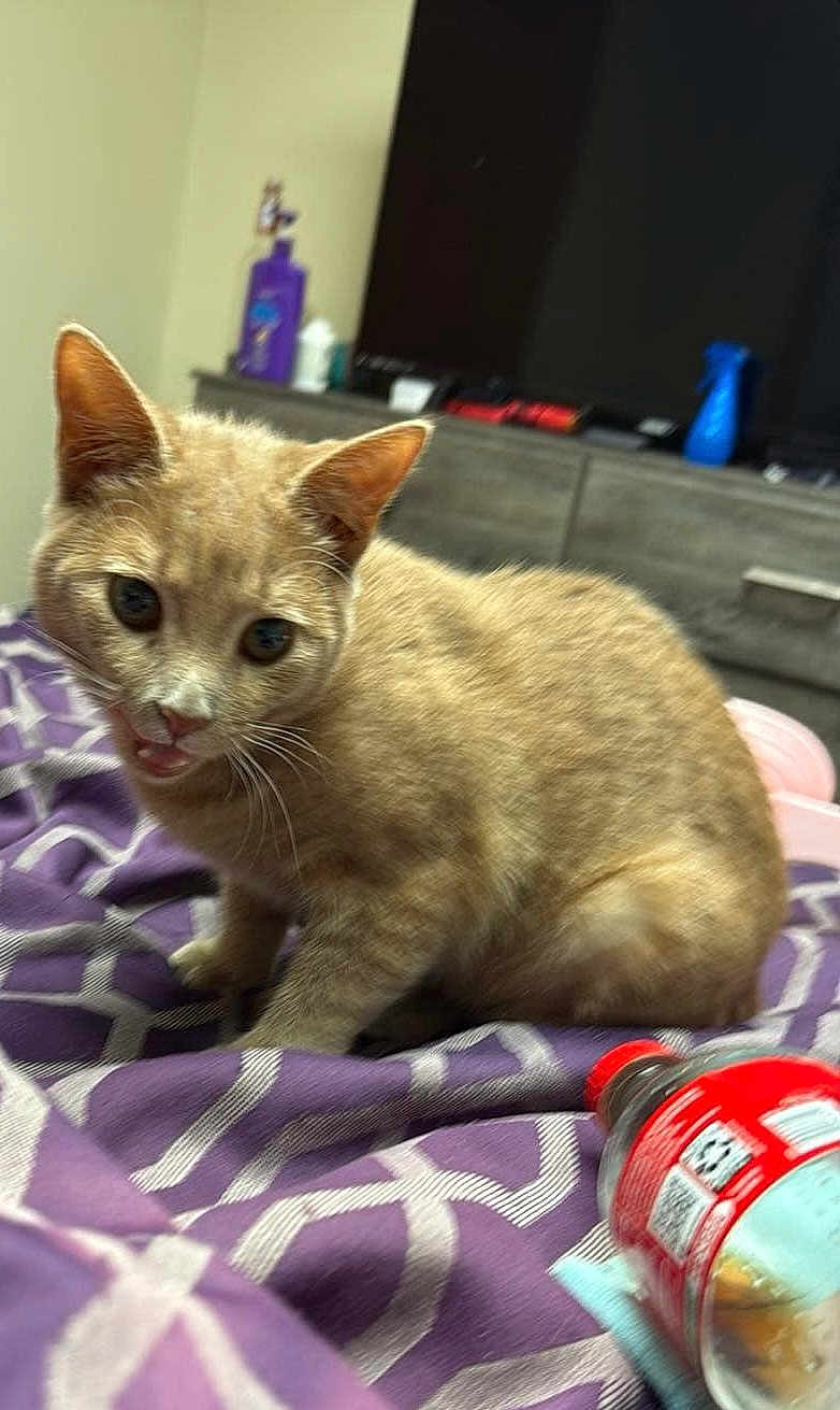 Cinnamon joined the competition — help win amazing prizes! cat, tabby_cat, indoor, blanket, furniture, bottle, purple, brown, pet, animal, cute, domestic_cat, drowsy, resting, home, dining_room, feline, soft_fur, sitting, close_up