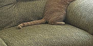 Cinnamon joined the competition — help win amazing prizes! cat, orange_tabby, armchair, furniture, indoor, pet, animal, relaxed, cozy, living_room, seated, curious, textured, cushion, tail, ears, whiskers, home, resting, mammal