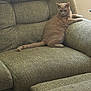 cat, orange_tabby, armchair, furniture, indoor, pet, animal, relaxed, cozy, living_room, seated, curious, textured, cushion, tail, ears, whiskers, home, resting, mammal