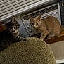 Cinnamon joined the competition — help win amazing prizes! cat, tabby_cat, orange_cat, chair, window, air_conditioner, blinds, indoor, pet, curious, feline, fur, whiskers, ears, eyes, sitting, household, cozy, domestic, window_sill