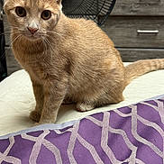 Cinnamon is registered to the contest to win money with this photo: cat, ginger_cat, pet, indoor, bed, blanket, purple, pattern, furniture, fan, wooden_drawer, curious, alert, whiskers, fur, animal, domestic_cat, looking, closeup, sitting