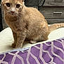 cat, ginger_cat, pet, indoor, bed, blanket, purple, pattern, furniture, fan, wooden_drawer, curious, alert, whiskers, fur, animal, domestic_cat, looking, closeup, sitting