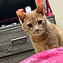 Cinnamon joined the competition — help win amazing prizes! cat, tan_cat, pet, indoor, furniture, dresser, blanket, pink_blanket, curious, close_up, whiskers, ears, fur, eyes, face, domestic_cat, room, bottle, container, wood_texture