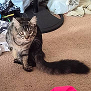 Rocky joined the competition — help win amazing prizes! bag, bedroom, blanket, carpet, cat, curious, domestic_cat, floor_lamp_base, fluffy_tail, fur, indoor, paw, pet, pile_of_clothes, portrait, sitting, striped, tabby, whiskers, wide_eyes