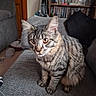 Rocky joined the competition — help win amazing prizes! cat, cd_shelf, close_up, couch, curious, ears, feline, fur, furniture, golden_eyes, home, indoor, living_room, pet, plush_toy, portrait, sitting, sofa, tabby_cat, whiskers