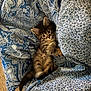 Rocky joined the competition — help win amazing prizes! kitten, cat, pet, animal, feline, tabby, fur, blanket, pattern, blue, white, cozy, cute, indoor, carpet, playful, young, resting, soft, comfort