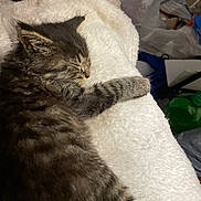 Rocky joined the competition — help win amazing prizes! kitten, cat, sleeping, tabby, fur, pet, animal, blanket, cozy, rest, indoor, cute, soft, whiskers, paw, nap, feline, young, fur_pattern, relaxation
