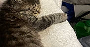 Rocky joined the competition — help win amazing prizes! animal, blanket, cat, cozy, cute, feline, fur, fur_pattern, indoor, kitten, nap, paw, pet, relaxation, rest, sleeping, soft, tabby, whiskers, young