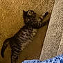 Rocky is registered to the contest to win money with this photo: cat, tabby_cat, carpet, couch, blanket, pattern, striped, indoor, pet, feline, relaxed, sleeping, fur, paw, tail, home, cozy, comfort, resting, animal