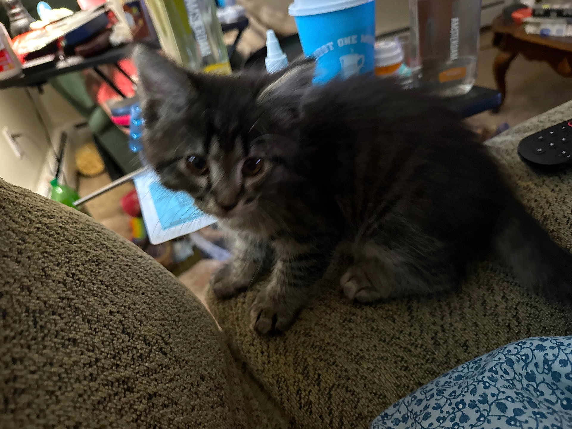 Rocky joined the competition — help win amazing prizes! kitten, cat, pet, feline, indoor, couch, furniture, curious, young, animal, tabby, striped, small, closeup, cozy, home, blurred_background, domestic, cute, sitting