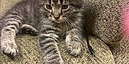 Rocky is registered to the contest to win money with this photo: kitten, cat, tabby, pet, animal, feline, couch, furniture, indoor, cozy, paw, fur, whiskers, resting, curious, texture, beige, striped, young, cute