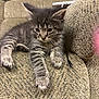 kitten, cat, tabby, pet, animal, feline, couch, furniture, indoor, cozy, paw, fur, whiskers, resting, curious, texture, beige, striped, young, cute