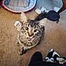 Rocky joined the competition — help win amazing prizes! blanket, carpet, cat, curious, ears, eyes, fur, furniture, home_interior, indoor, looking_up, pet, pet_bed, playful, shoe, sitting, socks, tabby_cat, tongue_out, whiskers