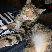 Taz participe au concours pour gagner de l'argent avec cette photo : cat, tabby, sleeping, fur, pet, animal, relaxed, closeup, whiskers, paw, indoor, resting, cute, domestic, feline, nap, cozy, person, clothing, comfort