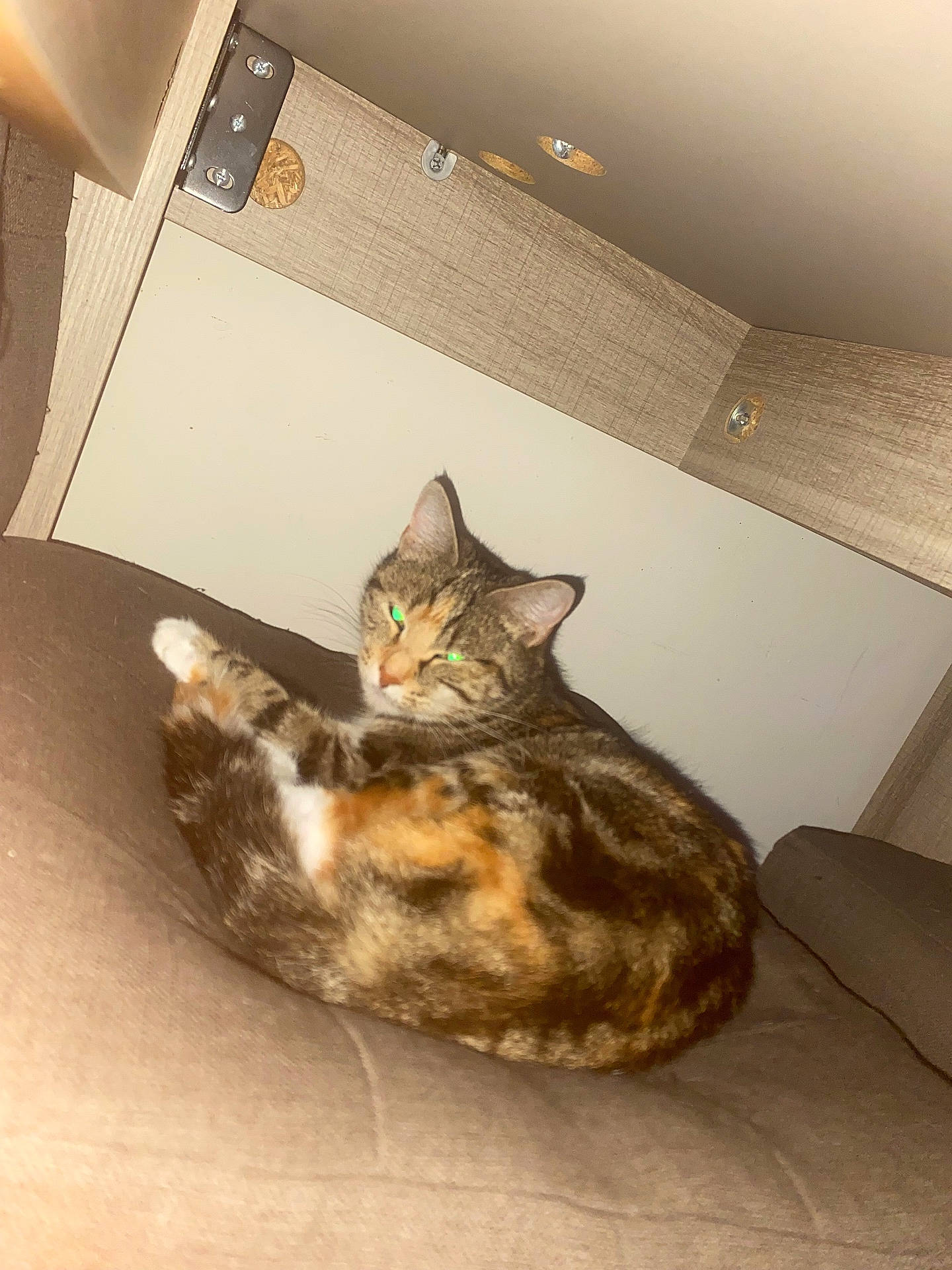 animal, brown, calico, cat, comfortable, cozy, cushion, ear, feline, fur, furniture, green_eyes, home, indoor, looking, pet, relaxed, resting, whiskers, wood