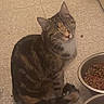 Taz participe au concours pour gagner de l'argent avec cette photo : cat, tabby, pet, animal, food_bowl, dry_food, indoor, floor, tile_floor, sitting, feline, looking_up, whiskers, ears, tail, domestic_cat, cute, companion, relaxed, household