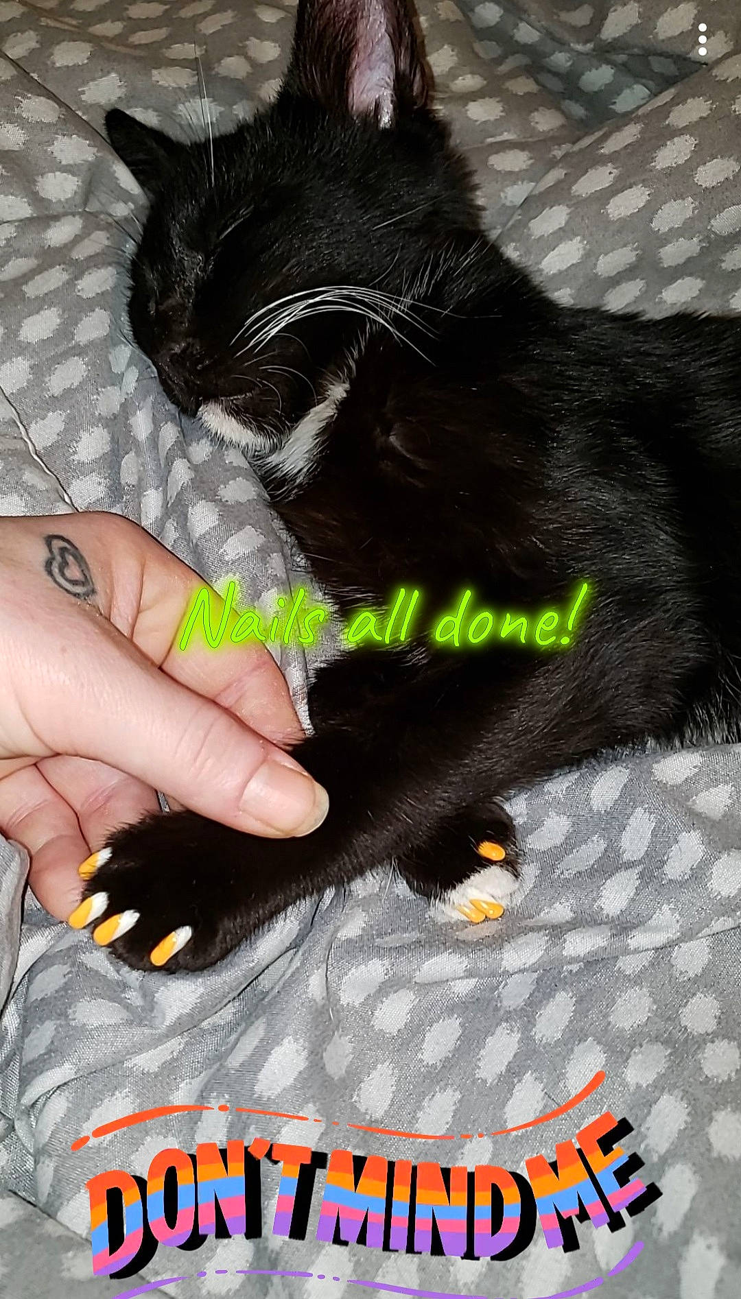 Wink is registered to the contest to win money with this photo: black_cat, bombay, carnivore, cat, claw, comfort, domestic_short_haired_cat, felidae, finger, font, fur, gesture, logo, nail, paw, photo_caption, small_to_medium_sized_cats, tail, thumb, whiskers