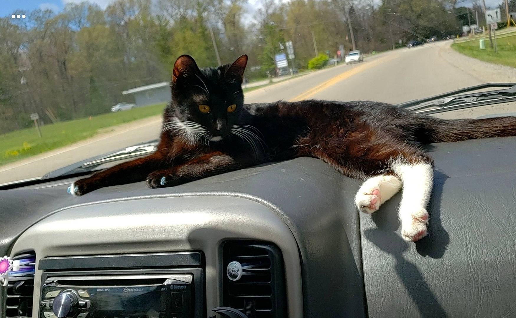 Wink is registered to the contest to win money with this photo: automotive_exterior, automotive_lighting, automotive_mirror, automotive_tire, car, carnivore, cat, felidae, grille, hood, mode_of_transport, motor_vehicle, plant, small_to_medium_sized_cats, steering_wheel, tree, vehicle, vehicle_door, window, windscreen_wiper