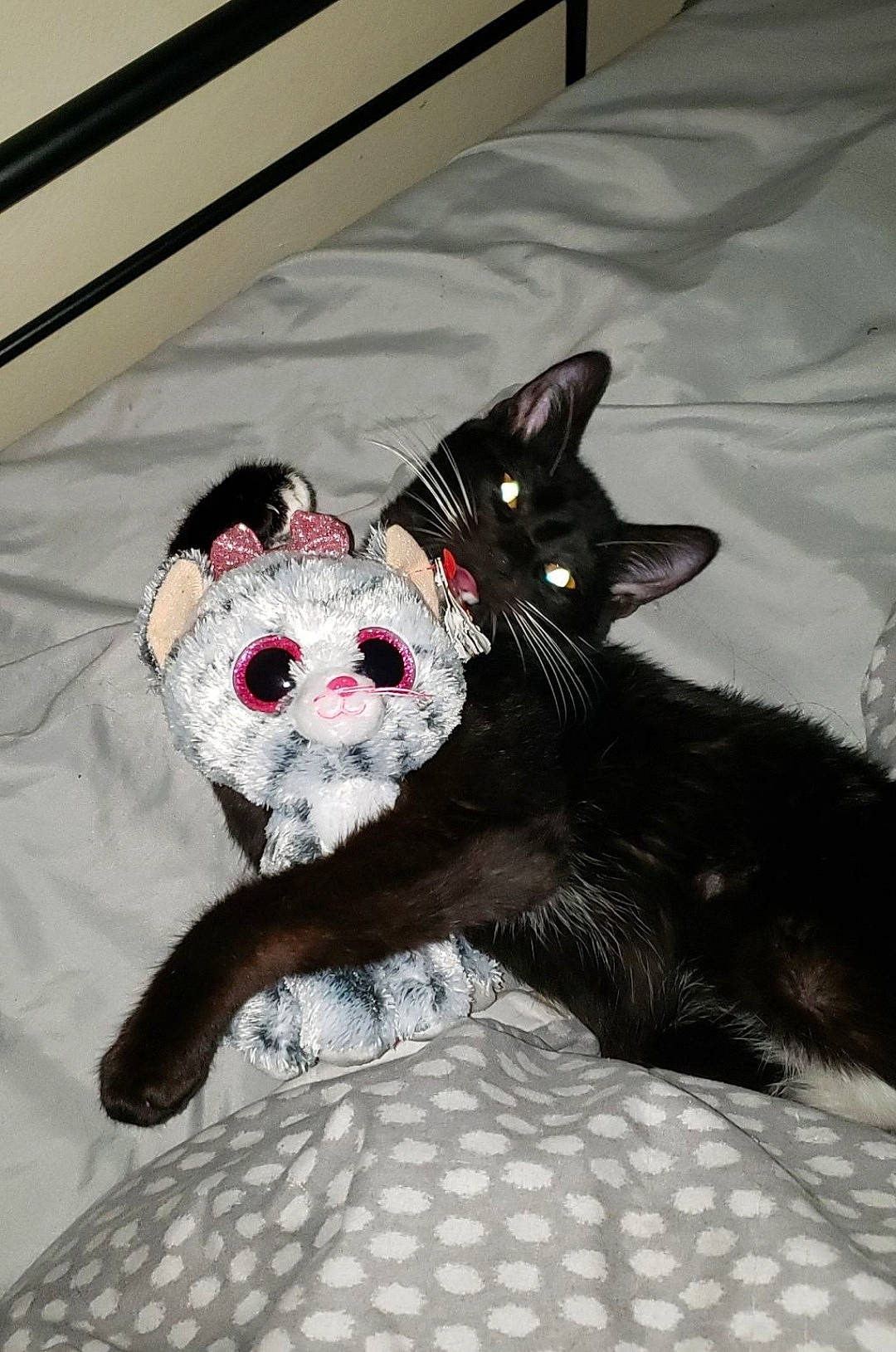 Wink is registered to the contest to win money with this photo: black_cat, carmine, carnivore, cat, cat_supply, comfort, dog_breed, domestic_short_haired_cat, felidae, fur, grey, linens, paw, small_to_medium_sized_cats, snout, stuffed_toy, tail, terrestrial_animal, toy, whiskers