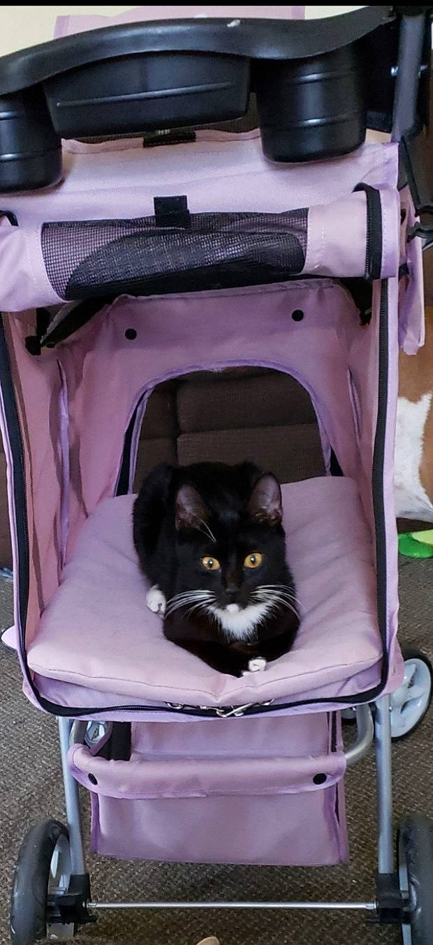 Wink is registered to the contest to win money with this photo: bag, baggage, box, carnivore, cat, cat_supply, chair, comfort, felidae, green, luggage_and_bags, mammal, motor_vehicle, pet_supply, product, sitting, small_to_medium_sized_cats, suitcase, vertebrate, whiskers