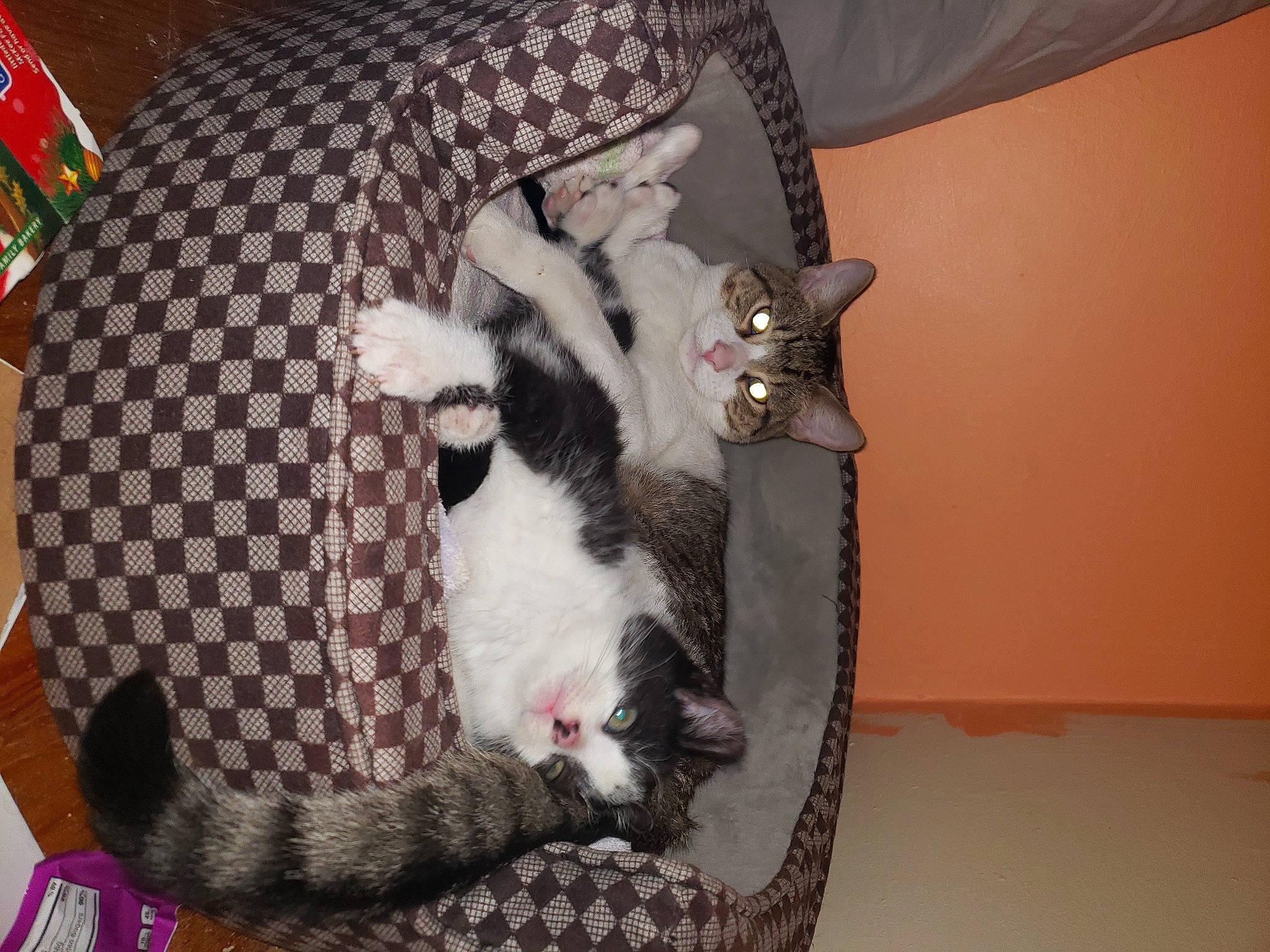 Charlie is registered to the contest to win money with this photo: bag, canidae, carnivore, cat, cat_supply, claw, comfort, companion_dog, dog_breed, domestic_short_haired_cat, fawn, felidae, fur, linens, paw, pet_supply, small_to_medium_sized_cats, sporting_group, tail, whiskers