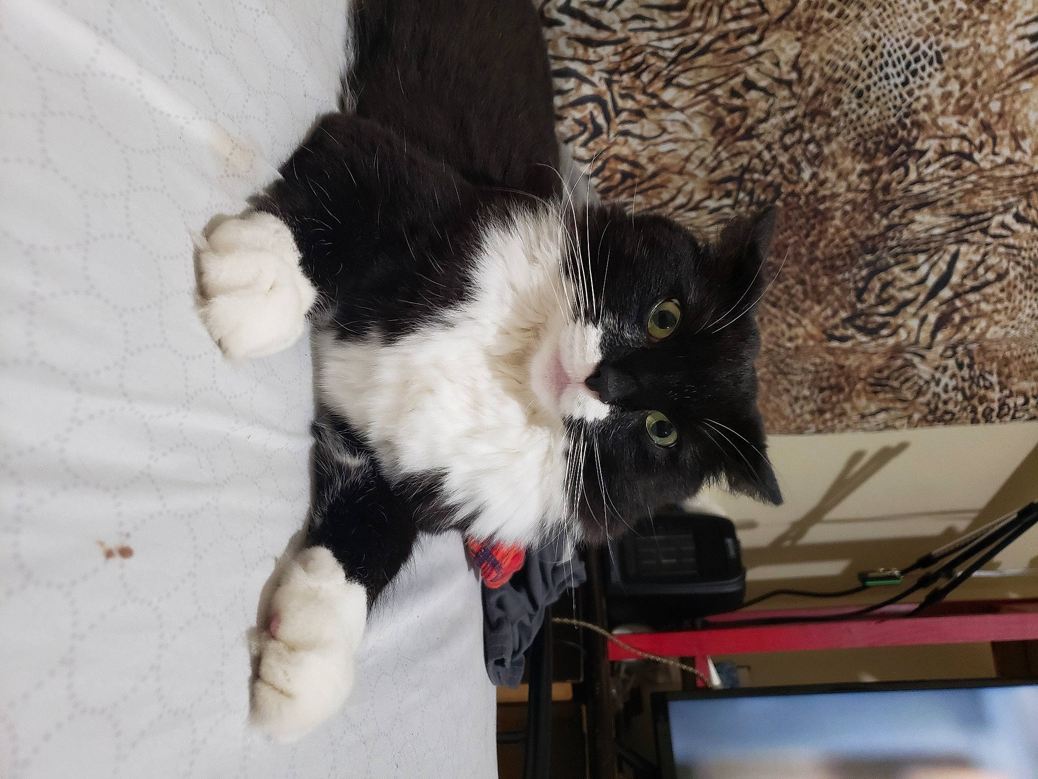 Gizmo joined the competition — help win amazing prizes! automotive_exterior, black_cat, carnivore, cat, claw, domestic_short_haired_cat, felidae, fur, lap, paw, small_to_medium_sized_cats, snout, tail, tree, whiskers