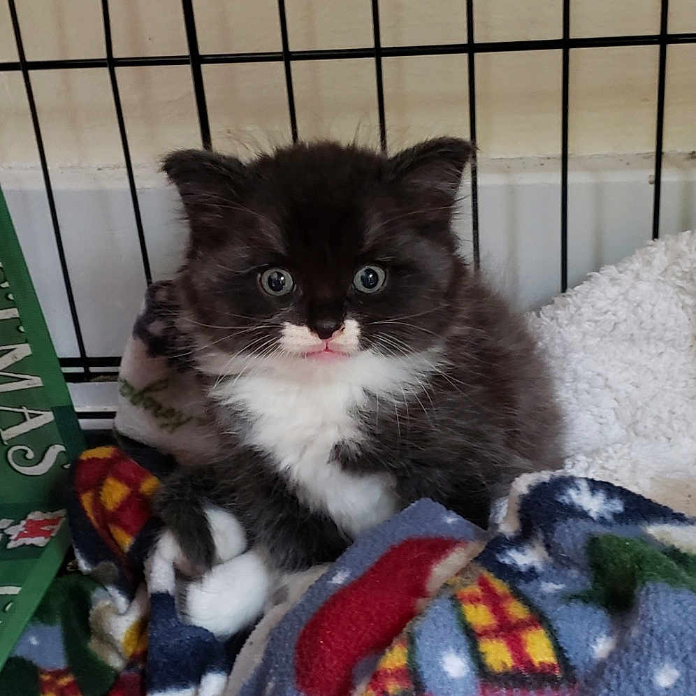 Gizmo