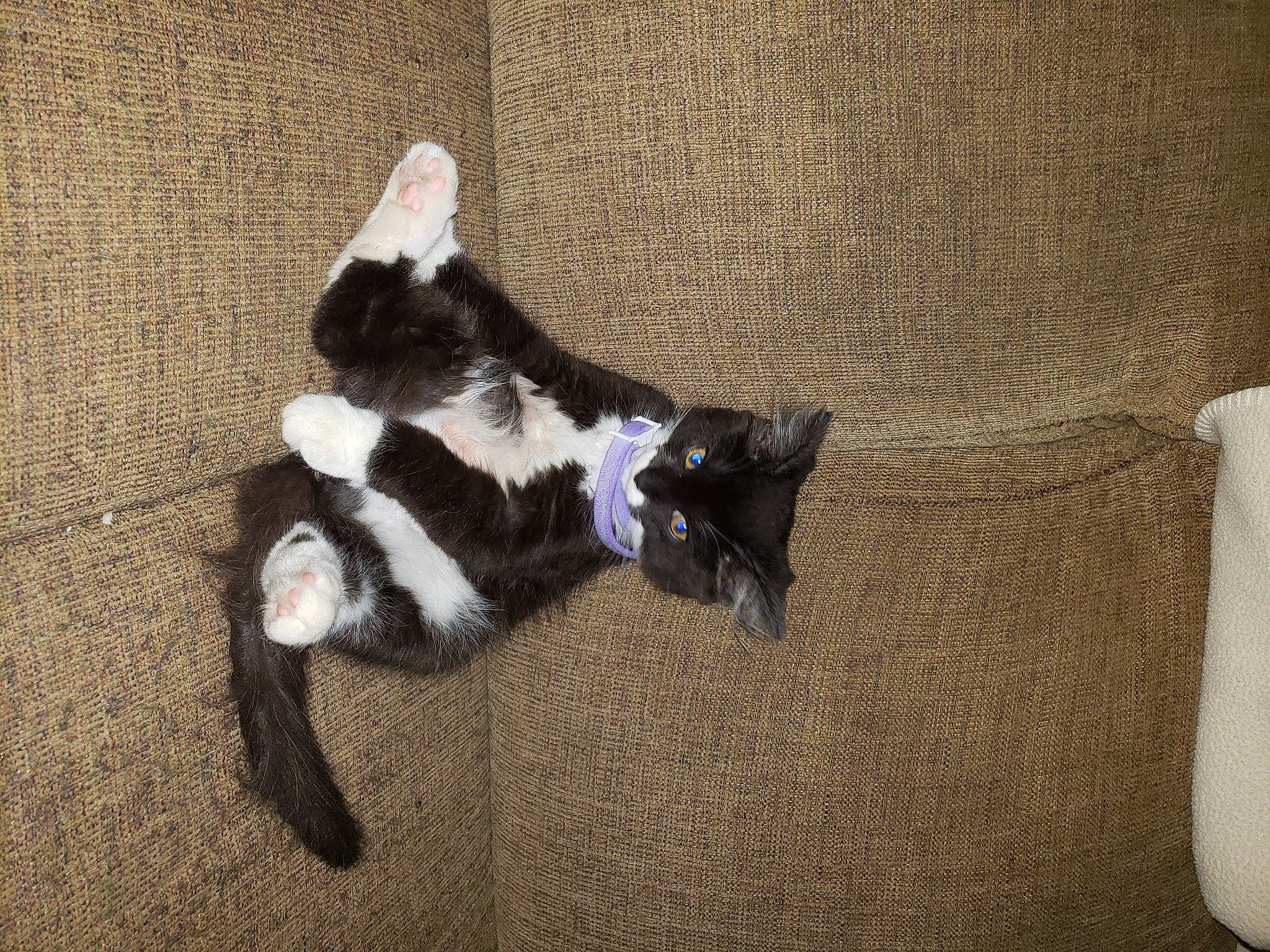 Gizmo joined the competition — help win amazing prizes! art, canidae, carmine, carnivore, cat, claw, companion_dog, dog_breed, domestic_short_haired_cat, felidae, fur, hardwood, paw, small_to_medium_sized_cats, snout, sporting_group, tail, terrestrial_animal, whiskers, wood