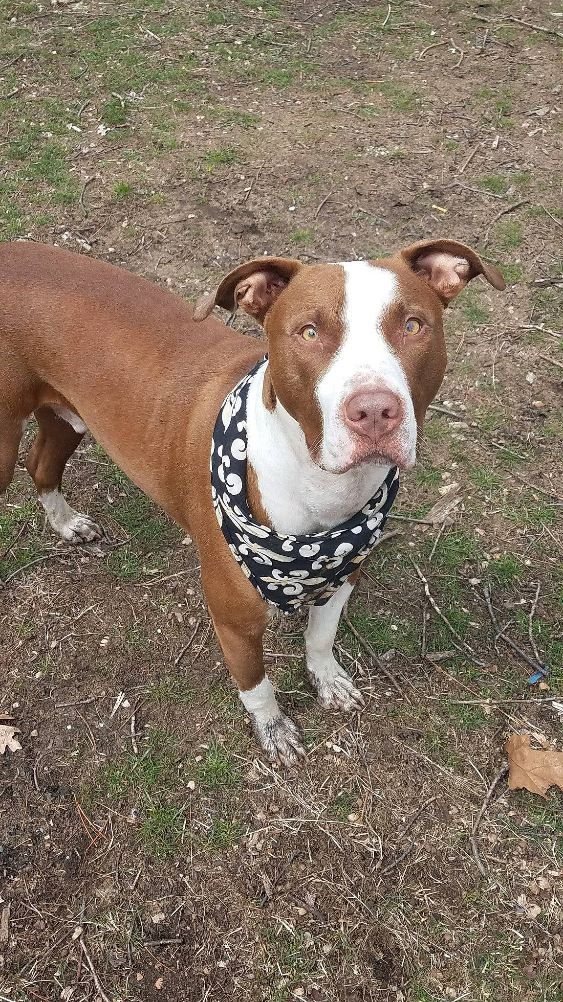 Collin is registered to the contest to win money with this photo: art, canidae, carnivore, collar, companion_dog, dog, dog_breed, dog_collar, dog_supply, fawn, grass, liver, pet_supply, snout, sporting_group, tail, terrestrial_animal, whiskers, working_animal, working_dog