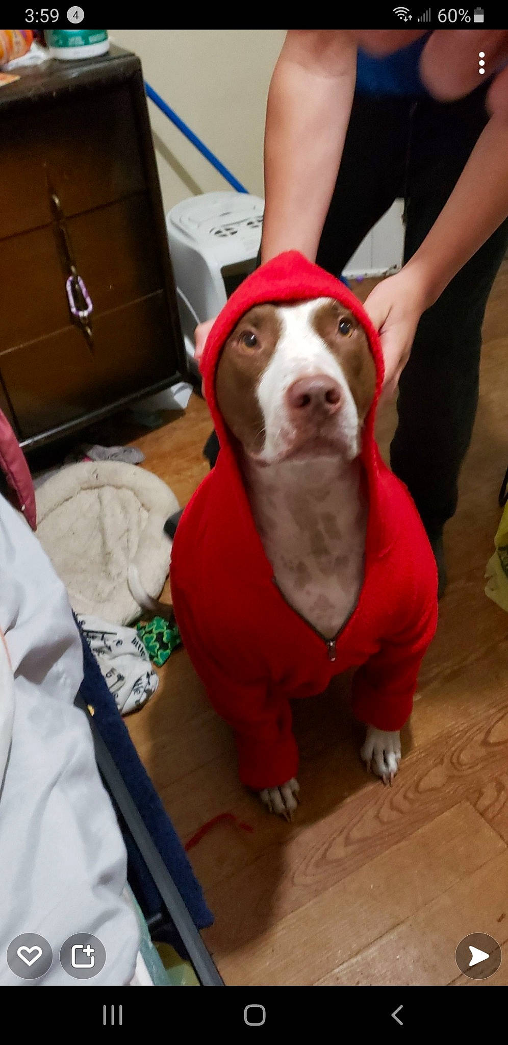 Collin is registered to the contest to win money with this photo: cabinetry, canidae, cardboard, carnivore, carton, chest_of_drawers, collar, companion_dog, dog, dog_breed, dog_clothes, dog_collar, dog_supply, fawn, liver, pet_supply, shipping_box, snout, sporting_group, working_animal