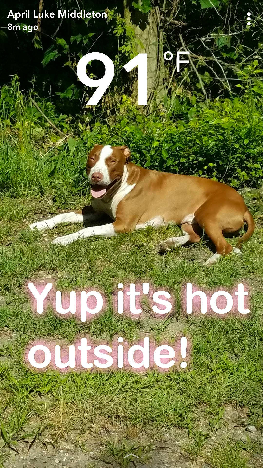 Collin is registered to the contest to win money with this photo: adaptation, advertising, carnivore, companion_dog, dog, dog_breed, fawn, grass, grassland, groundcover, lawn, liver, natural_landscape, photo_caption, plant, poster, snout, sporting_group, terrestrial_animal, working_animal